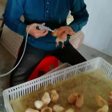 优质土鸡苗
