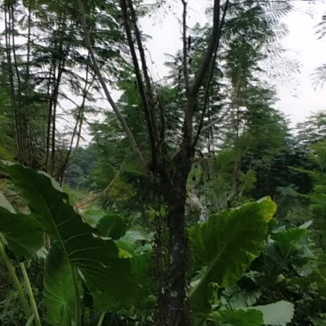 蓝花楹
