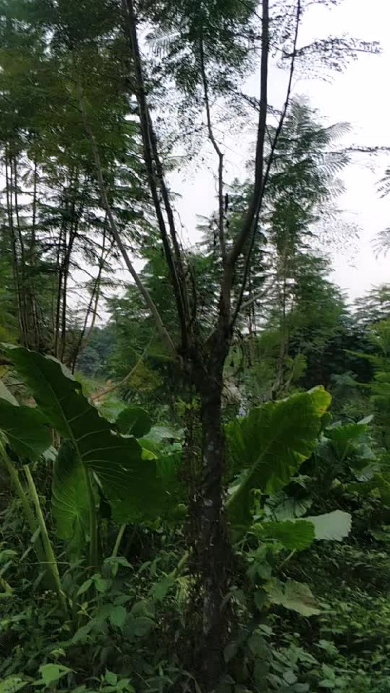 蓝花楹