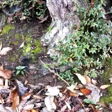 高山杜鹃花