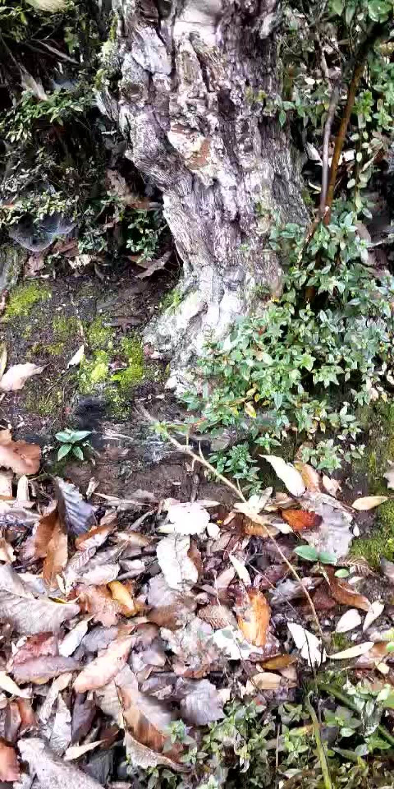 高山杜鹃花