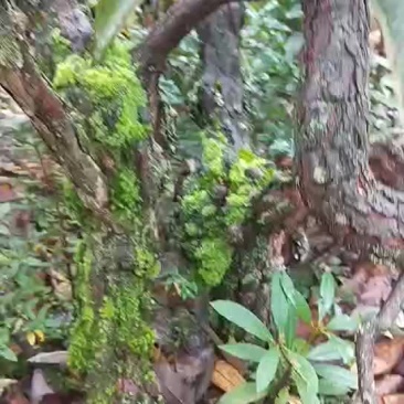 高山杜鹃花