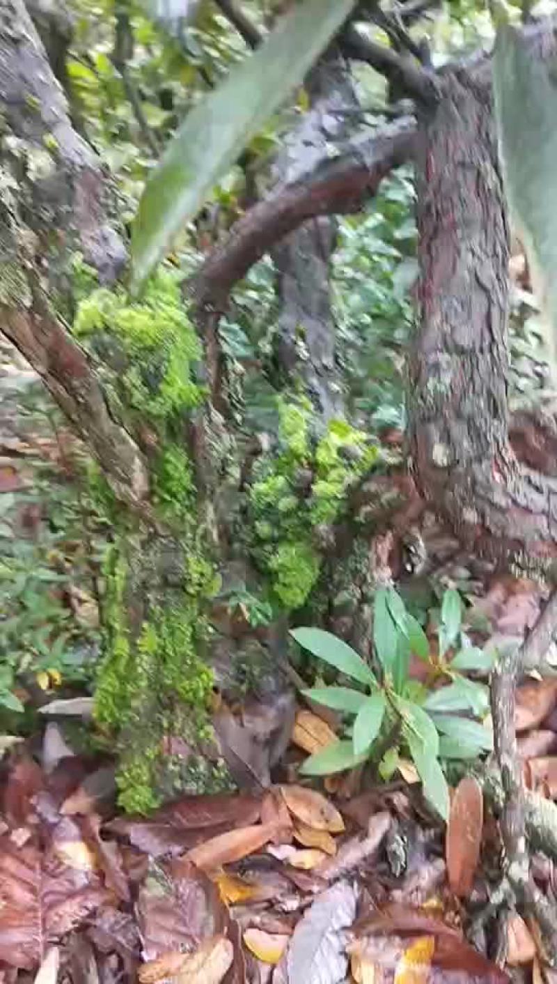 高山杜鹃花