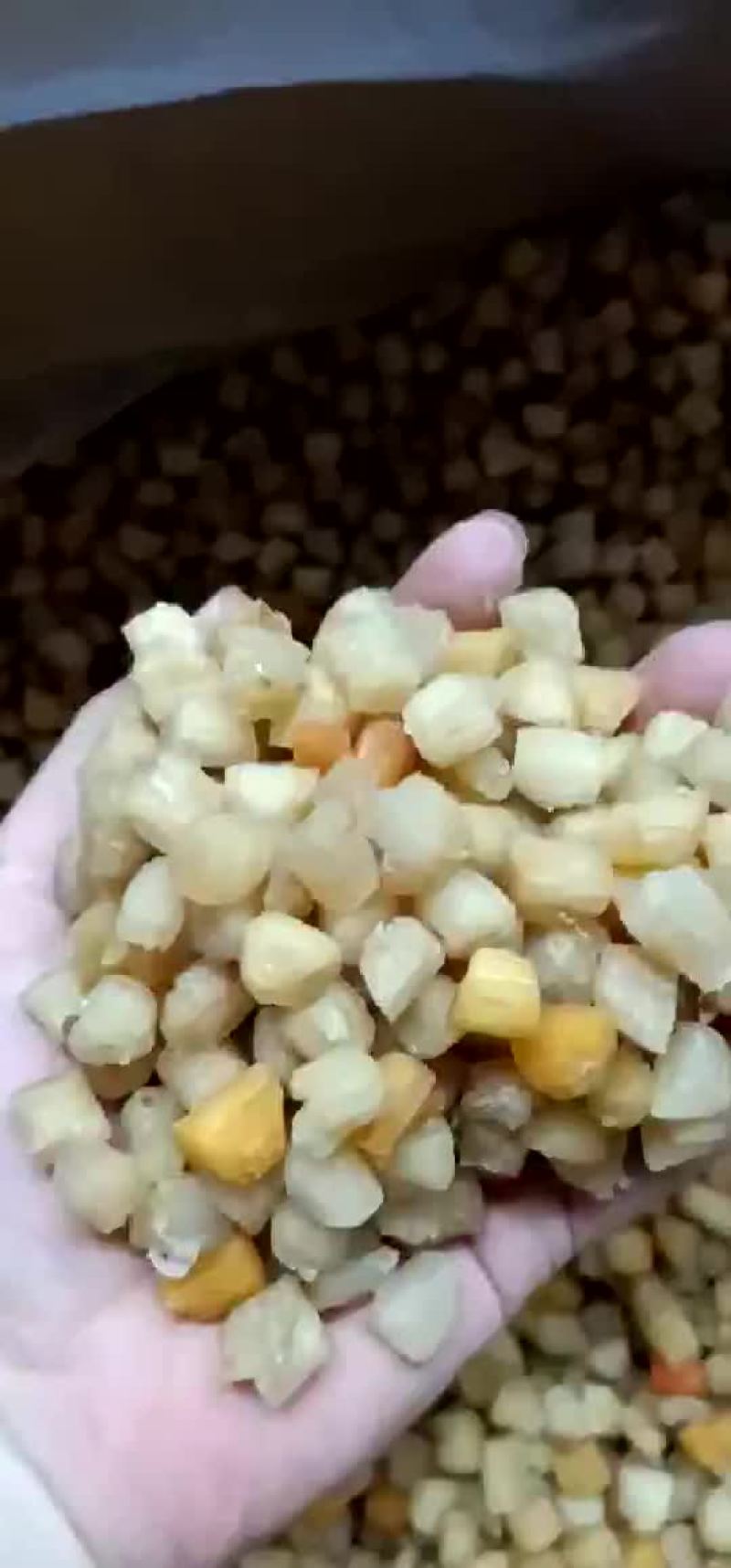 干贝