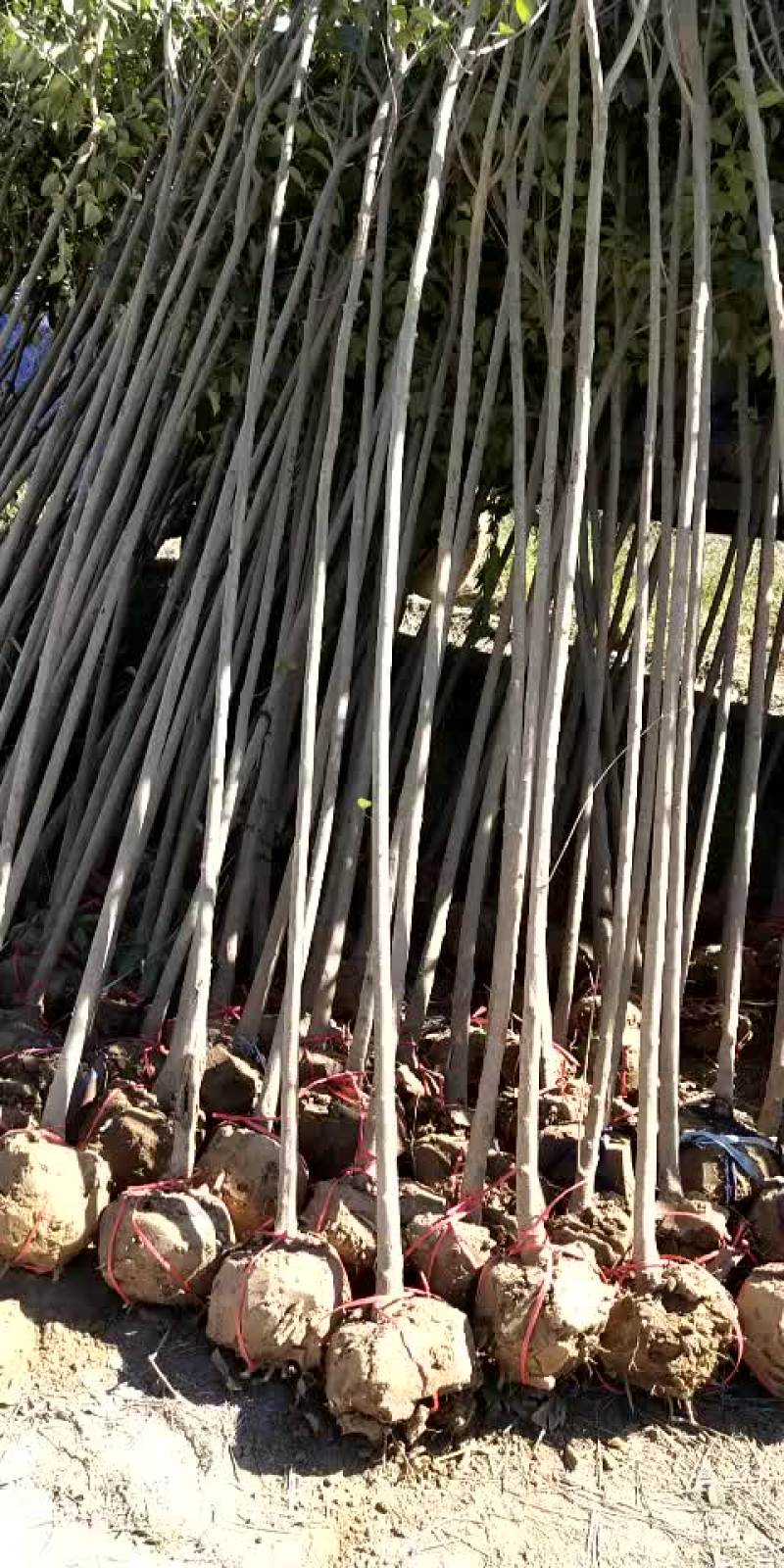 高杆二公分大叶女贞
