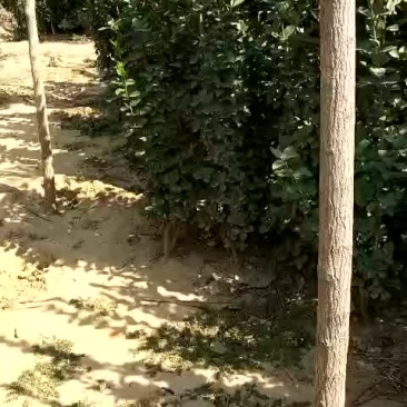 柱状黄杨