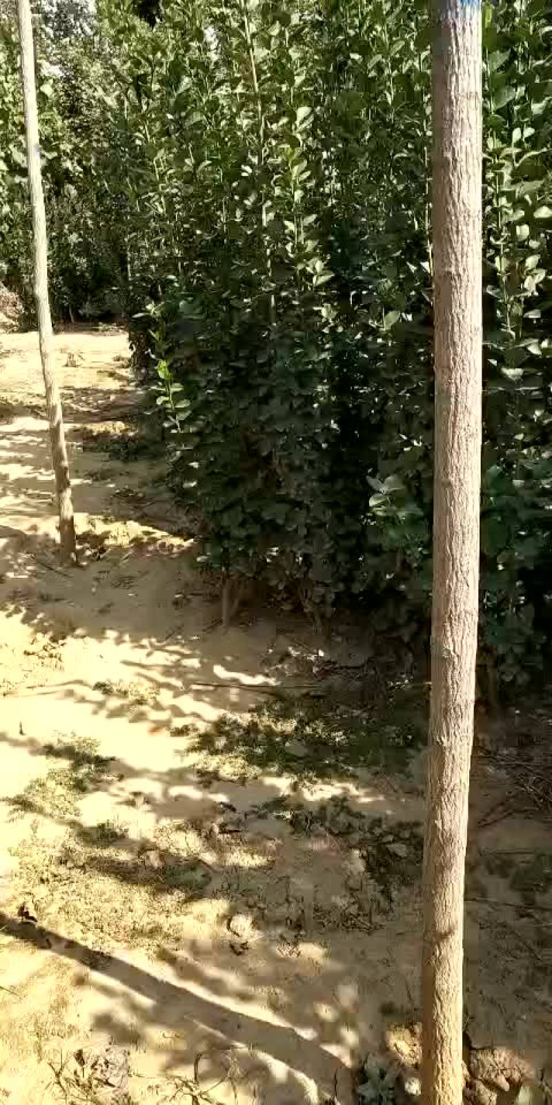 柱状黄杨