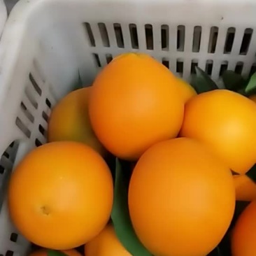 姊归果亿元果品有限公司红度好.皮糖度高.薄肉厚化渣