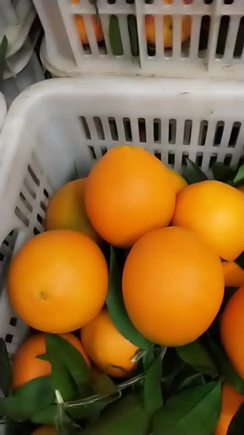 姊归果亿元果品有限公司红度好.皮糖度高.薄肉厚化渣