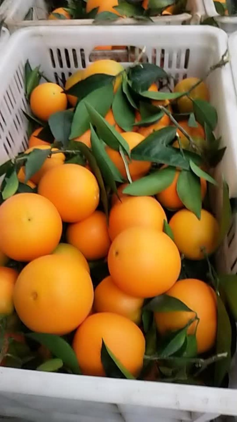 姊归果亿元果品有限公司红度好.皮糖度高.薄肉厚化渣