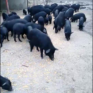 常年出售