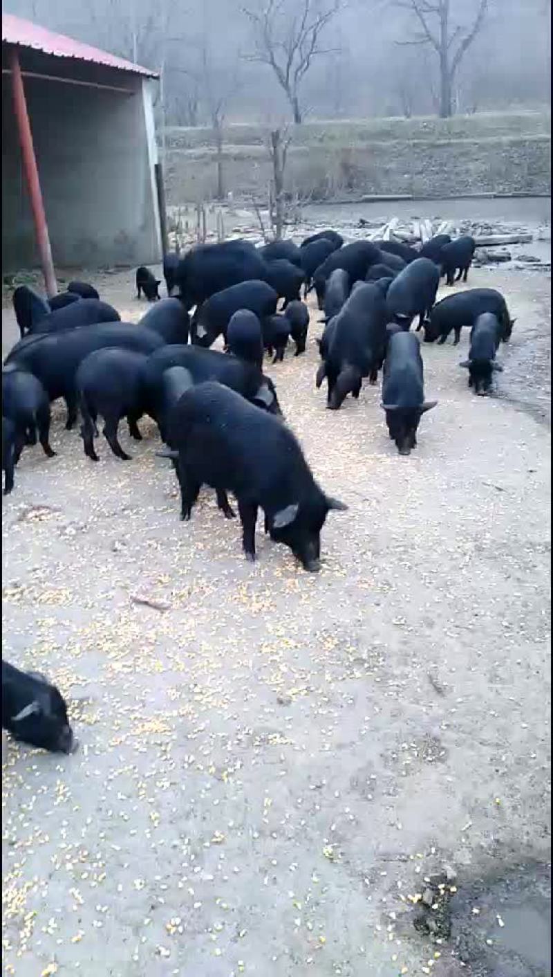 常年出售
