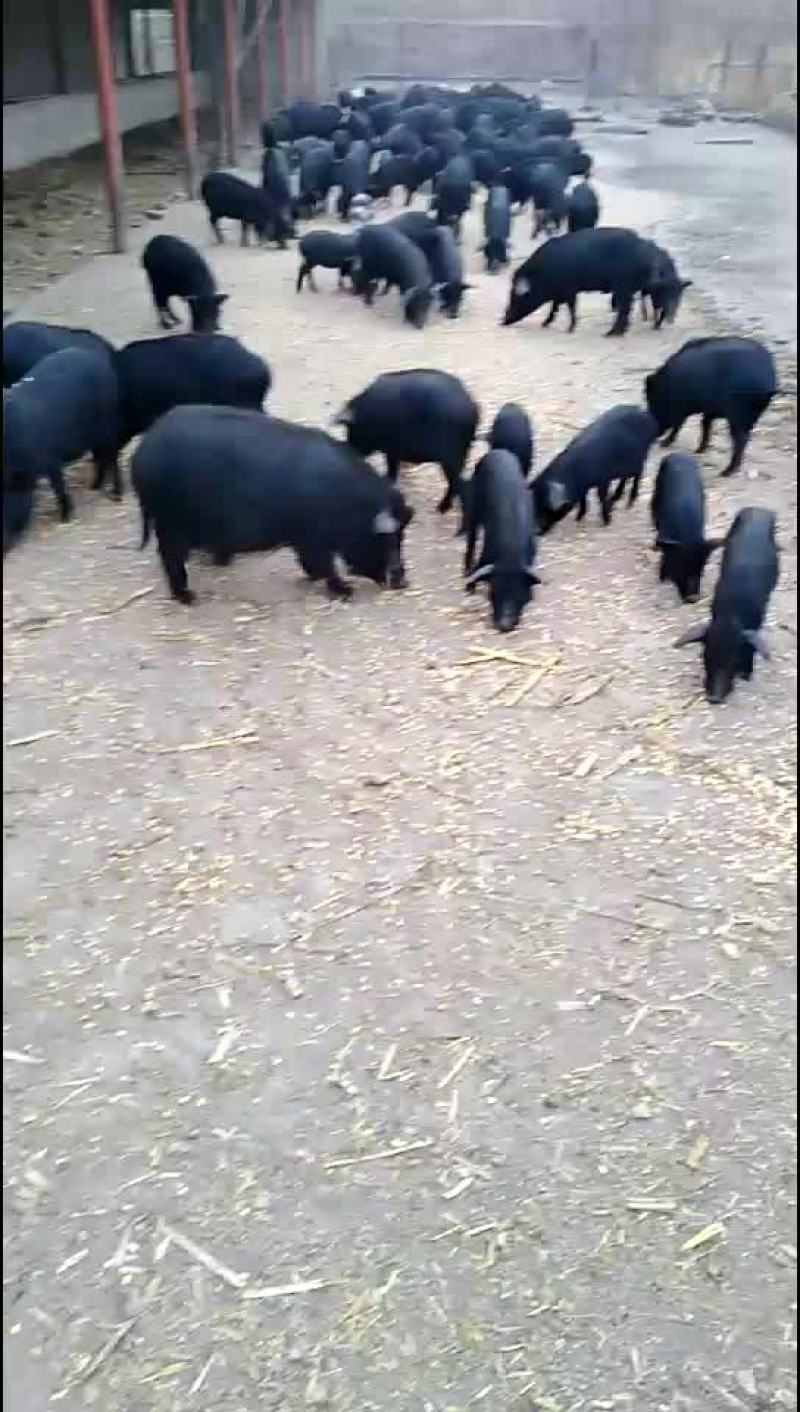 常年出售