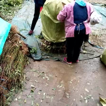 香椿苗