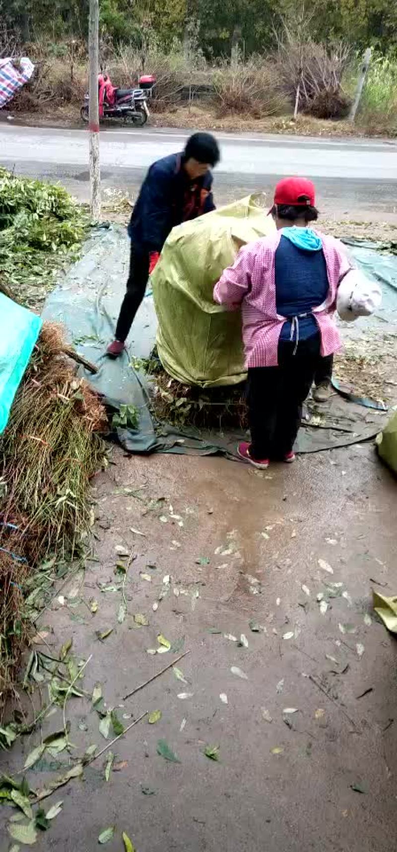 香椿苗