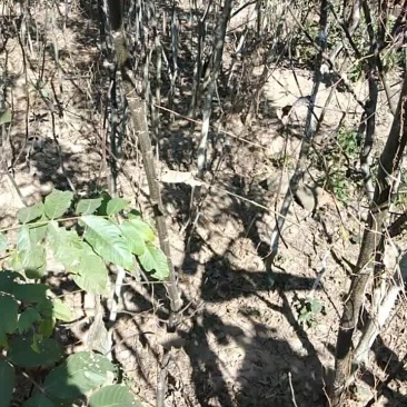 银新核桃苗，大小规格都可以大量供应，价格底，保证质量