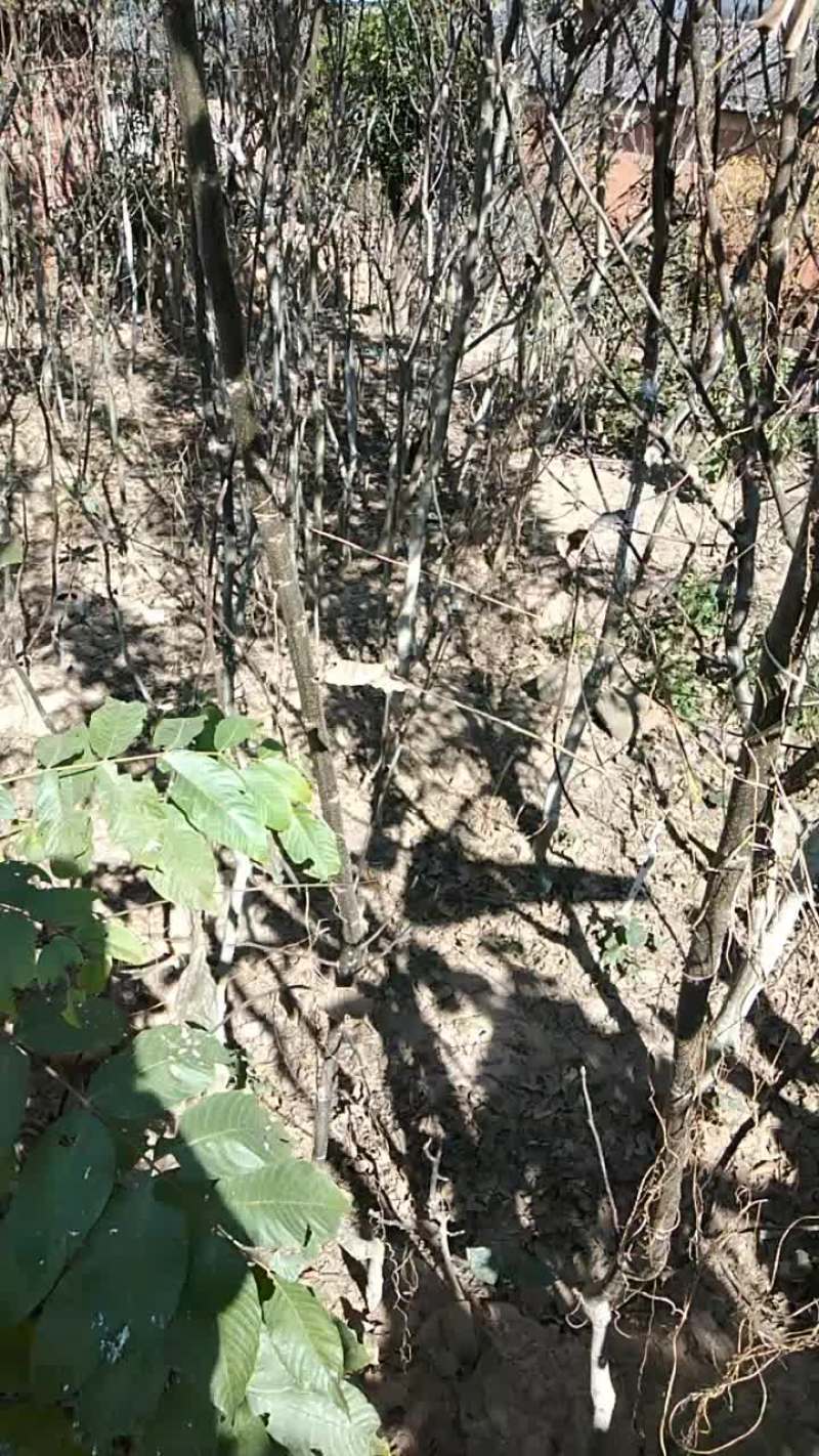 银新核桃苗，大小规格都可以大量供应，价格底，保证质量