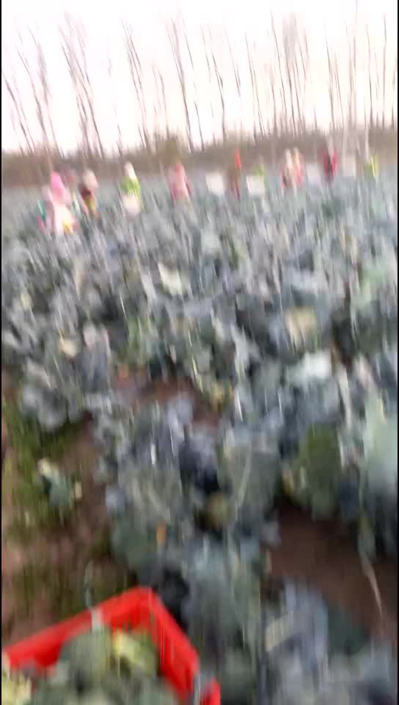 西兰花