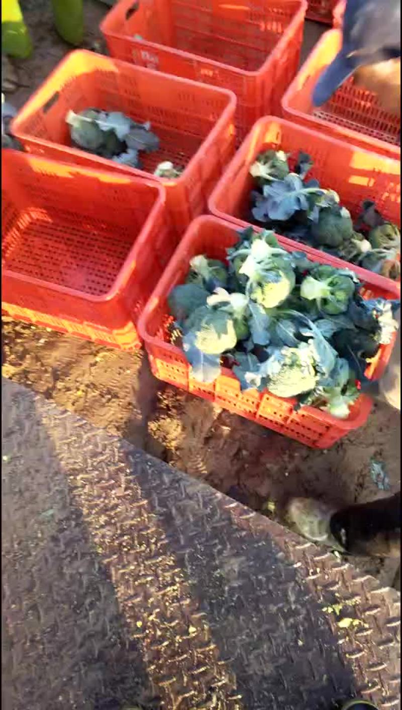 西兰花