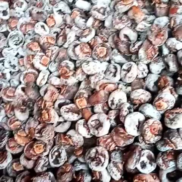 柿饼，老品种加工的，自然出霜