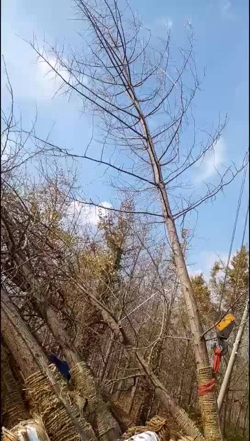银杏树精品