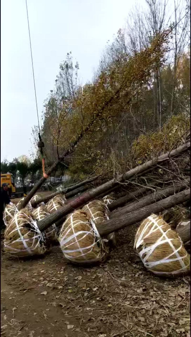 银杏树精品