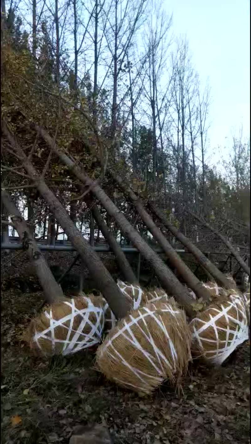 银杏树精品