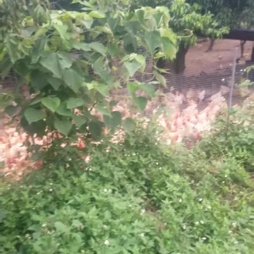 宁都黄鸡，