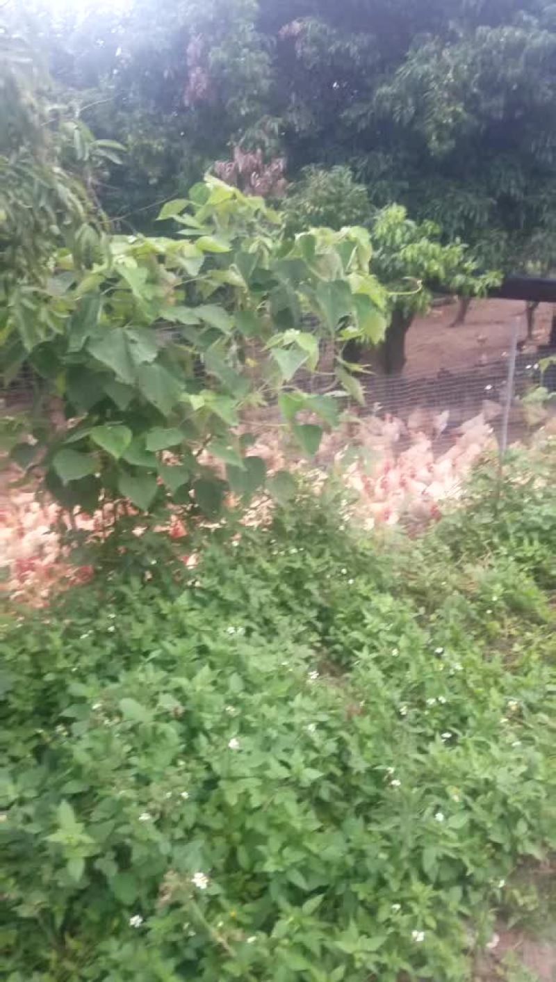 宁都黄鸡，