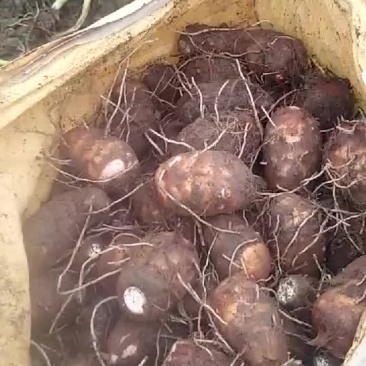 红牙芋批发5000斤以上起批