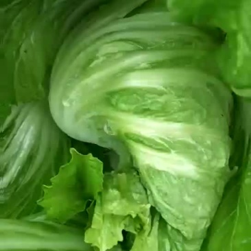 包心肉芥菜
