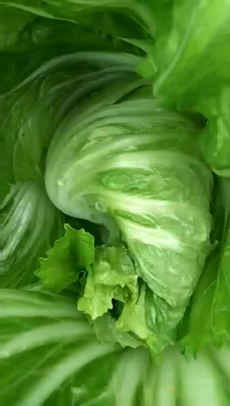 包心肉芥菜