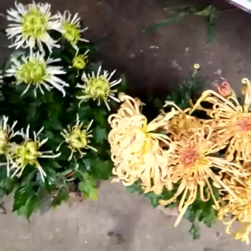 金丝菊
