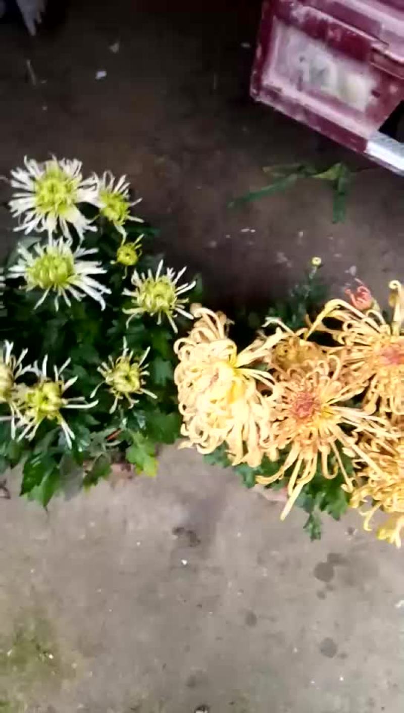金丝菊
