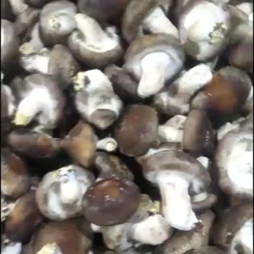 鲜香菇