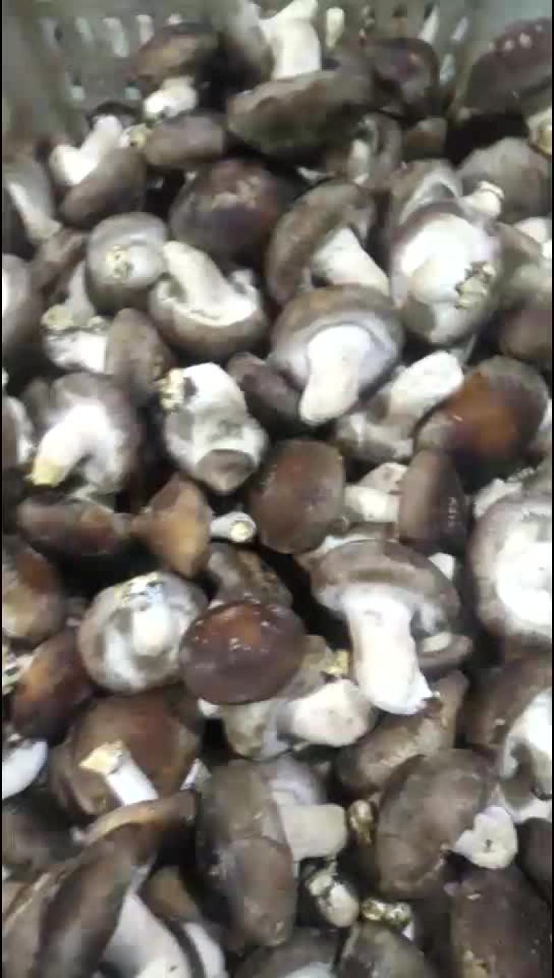 鲜香菇