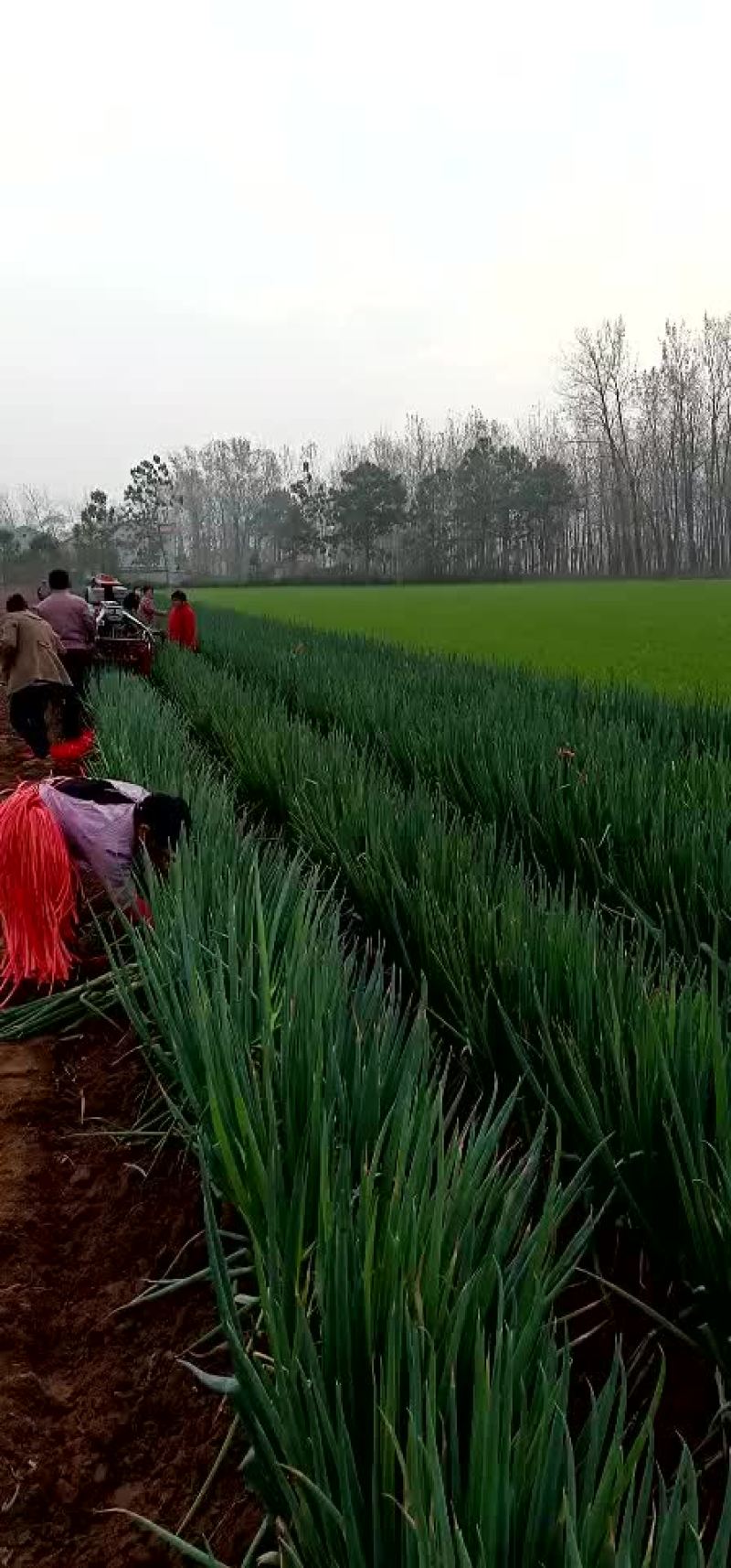 预报有雨，暂时没有下，开始抢购中！