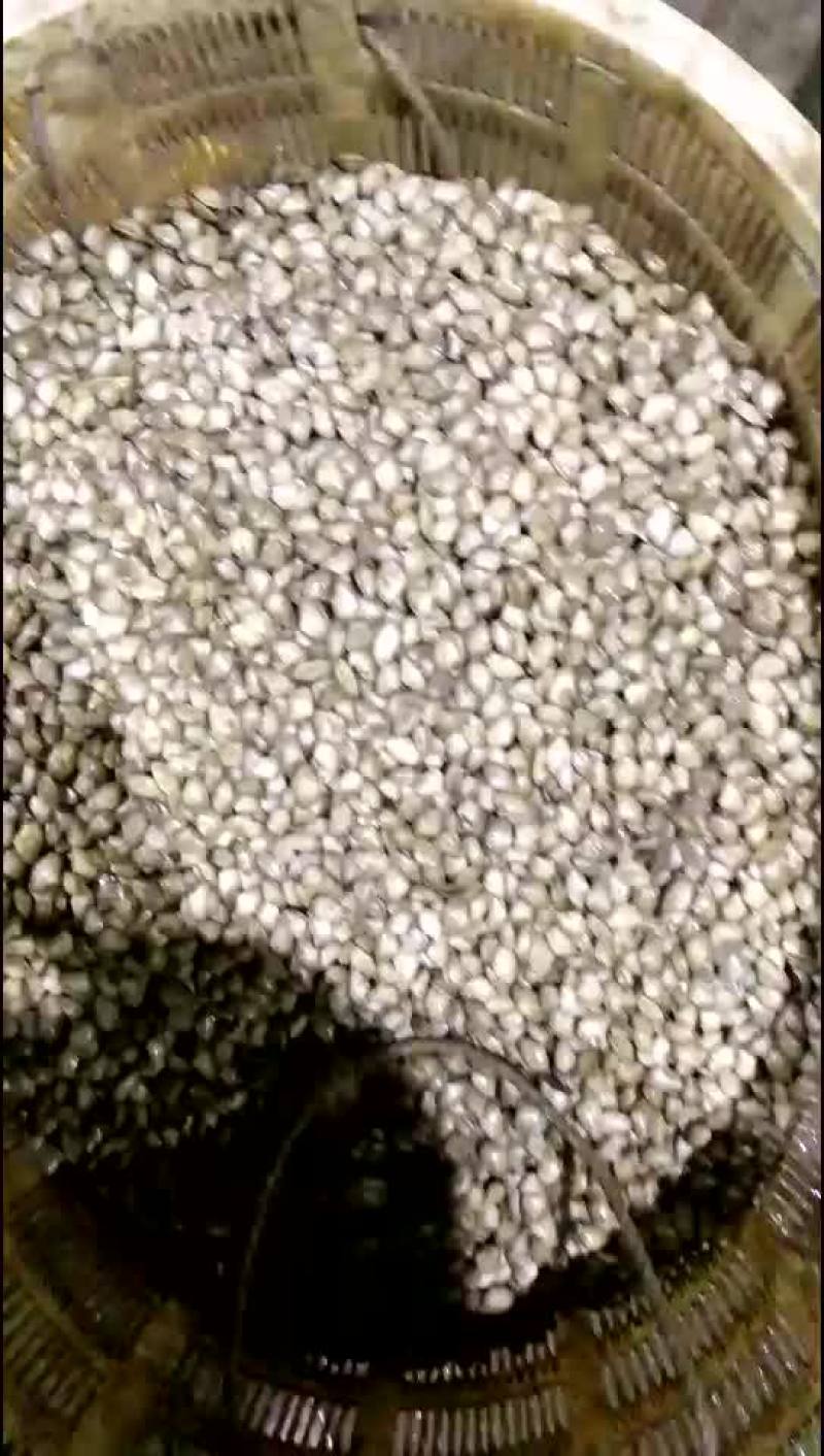 海瓜子