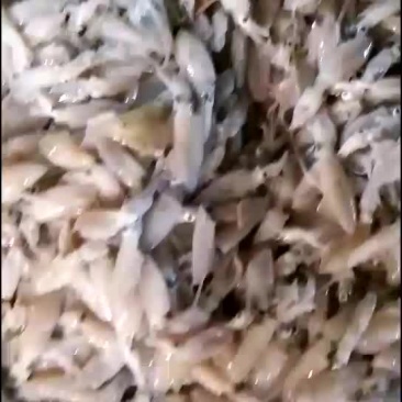 小海兔