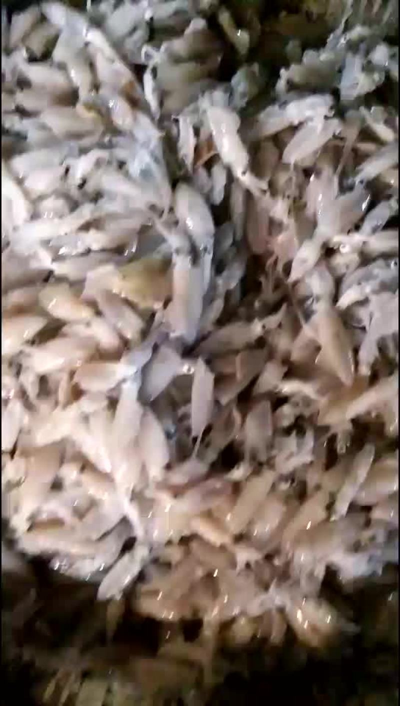 小海兔