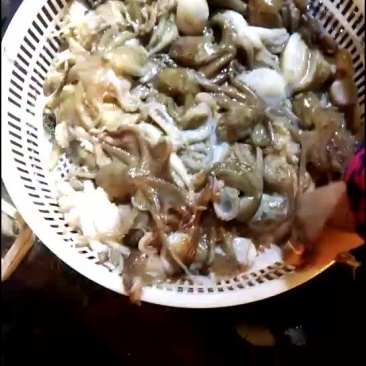 短腿八爪鱼鲜活