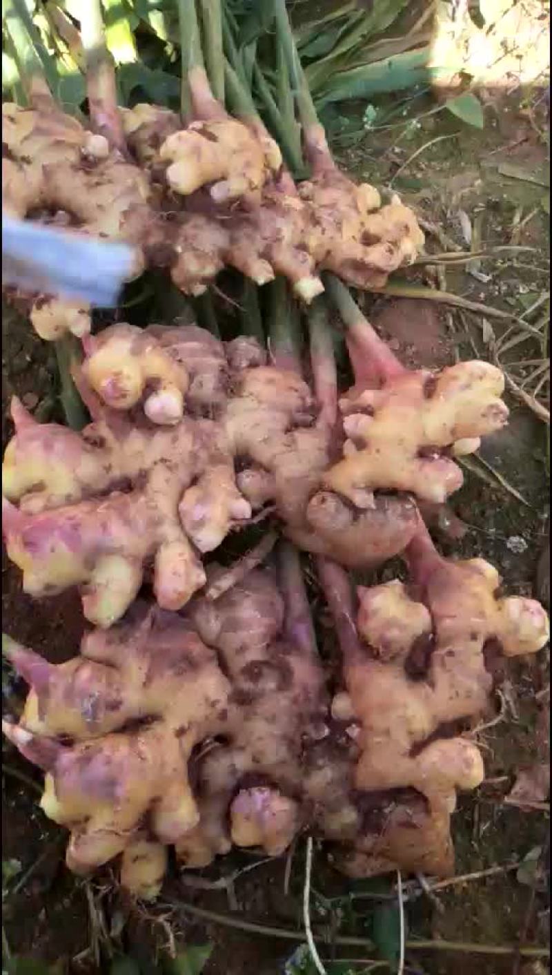 小黄姜坡地种植，耐运输，容易储存