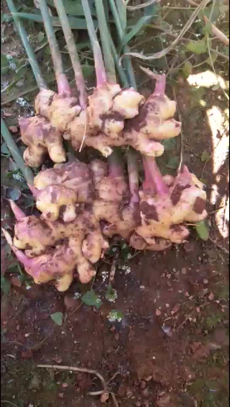 小黄姜坡地种植，耐运输，容易储存