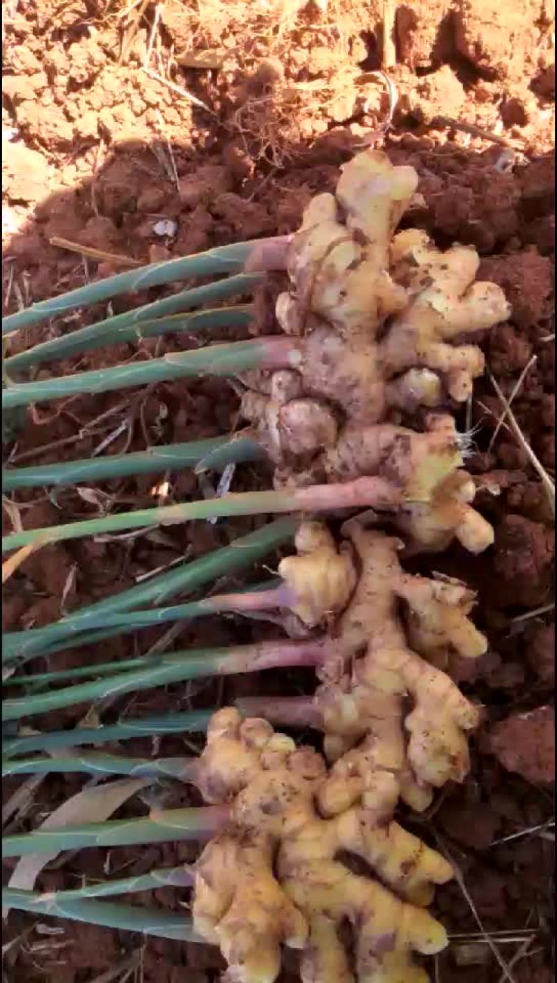 小黄姜坡地种植，耐运输，容易储存