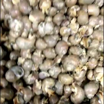 白盖