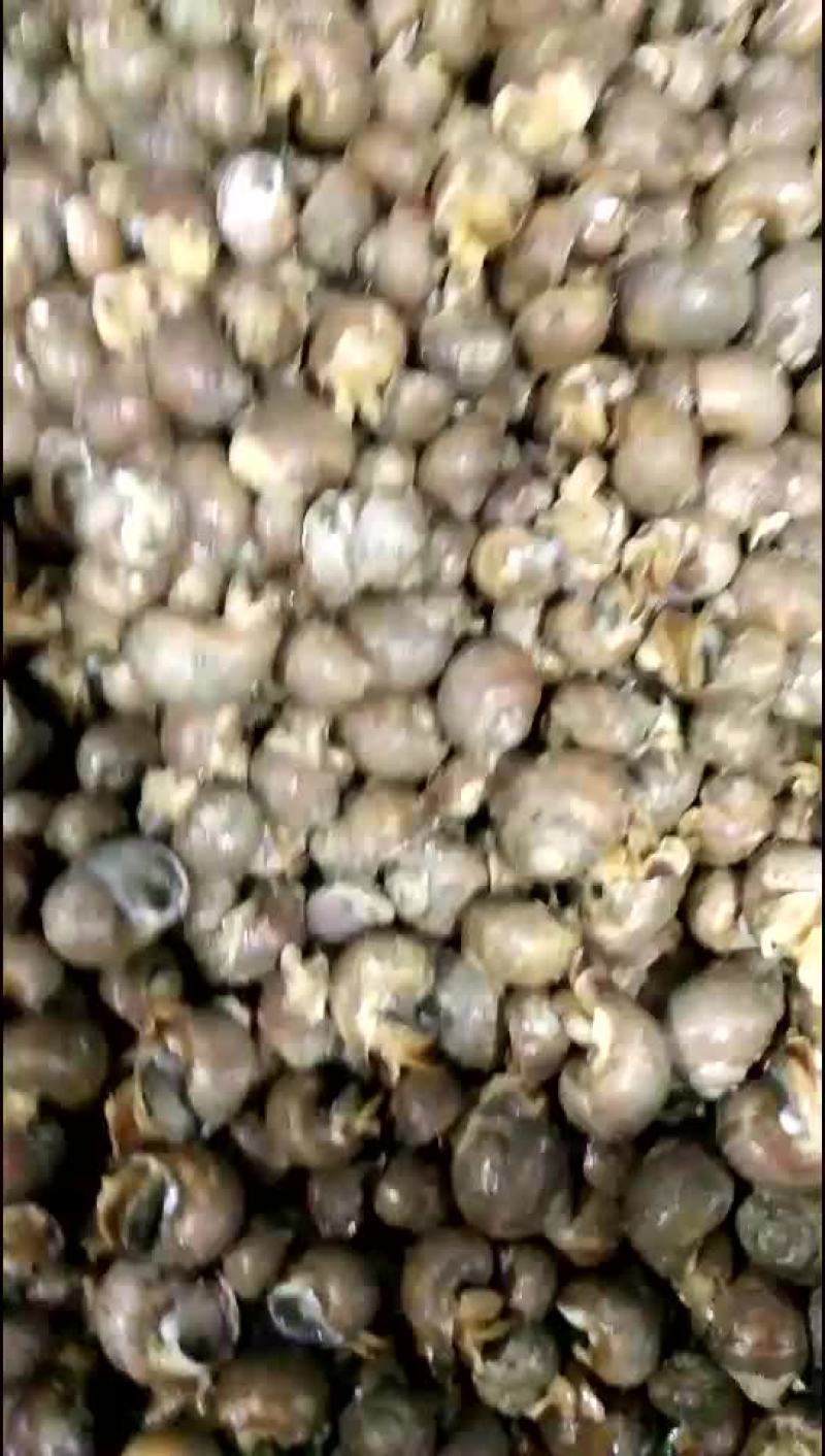 白盖