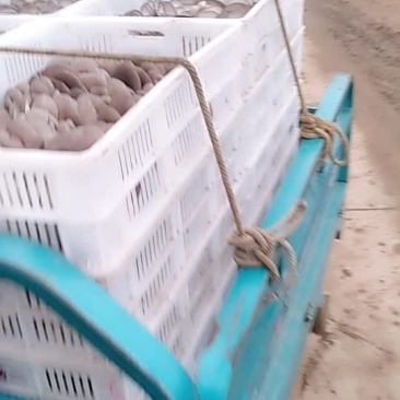 食用菌鲜货