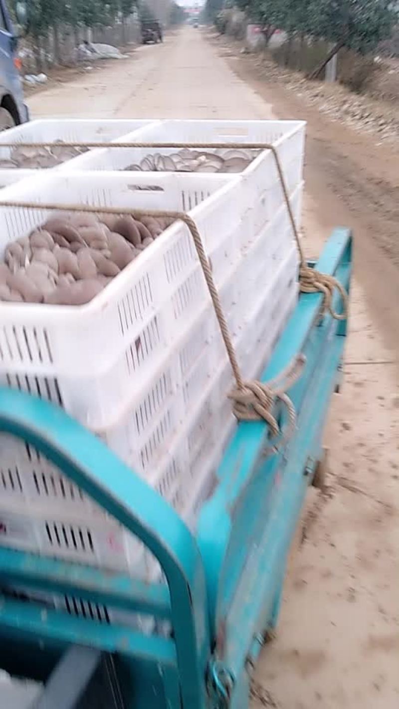 食用菌鲜货