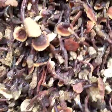 野生白灵芝