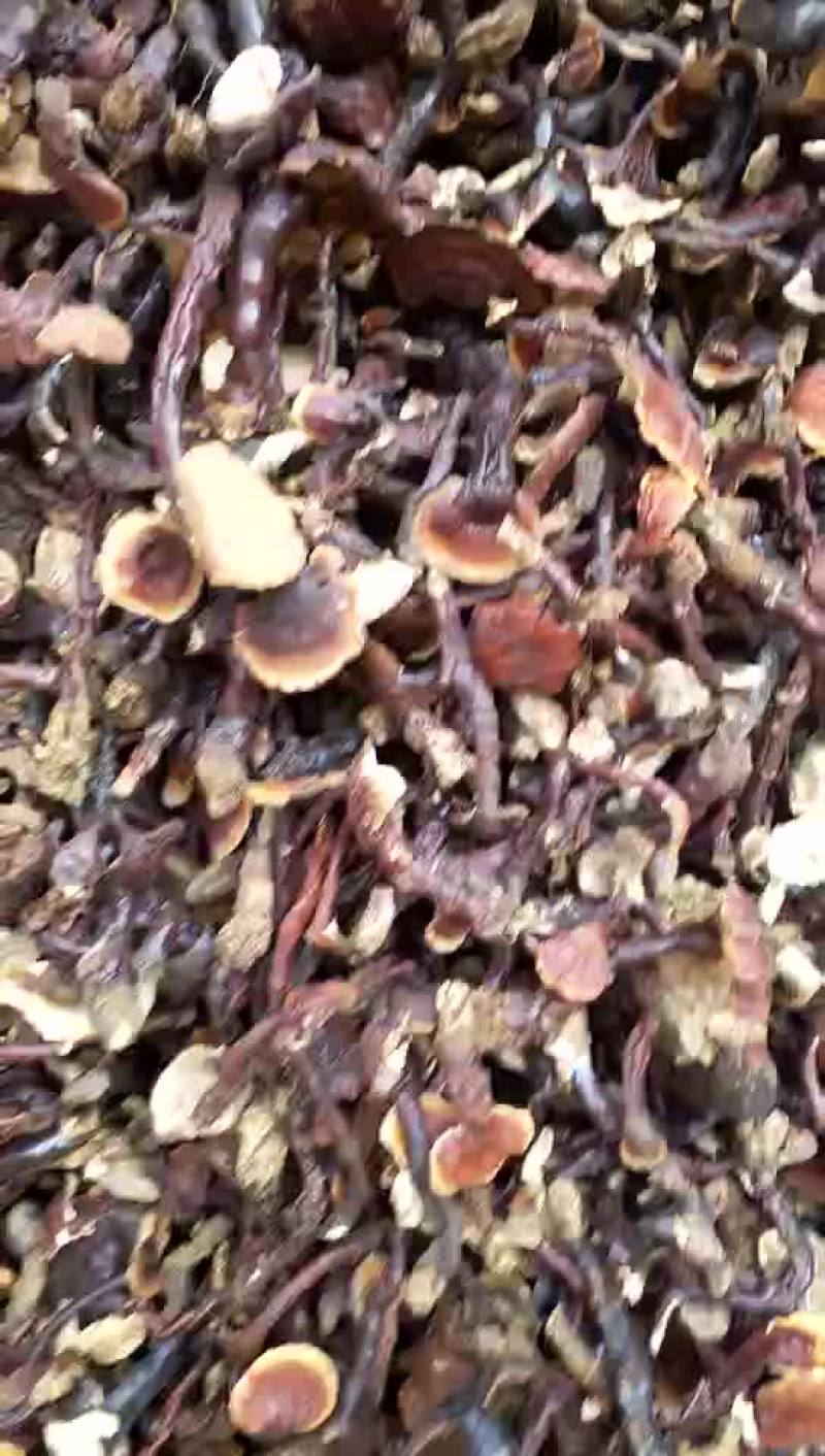 野生白灵芝